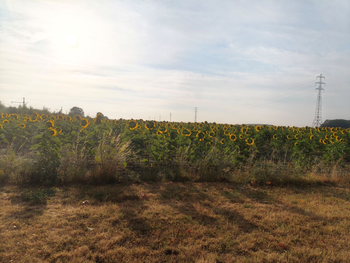 Test Oppo Reno16 Pro grand angle tournesol
