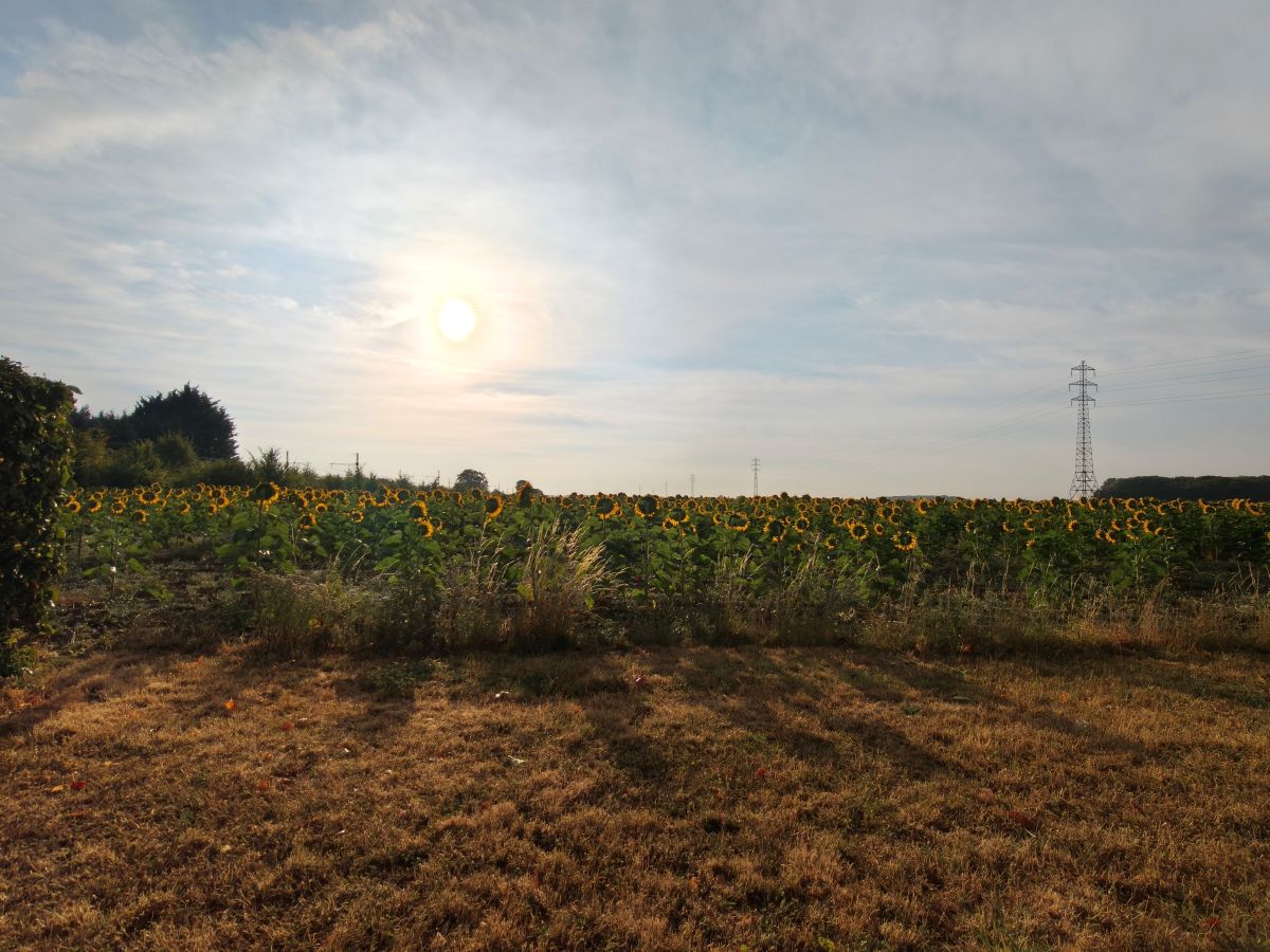 Test Oppo Reno16 Pro ultra grand angle tournesol