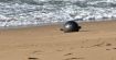 Ces mystérieuses sphères métalliques tombées du ciel ont forcé l'Australie à fermer une portion de plage