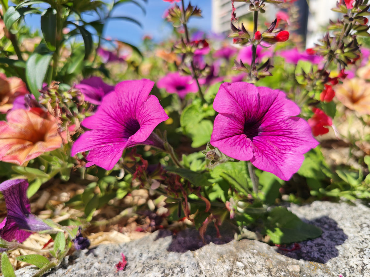 honor magic v6 test
