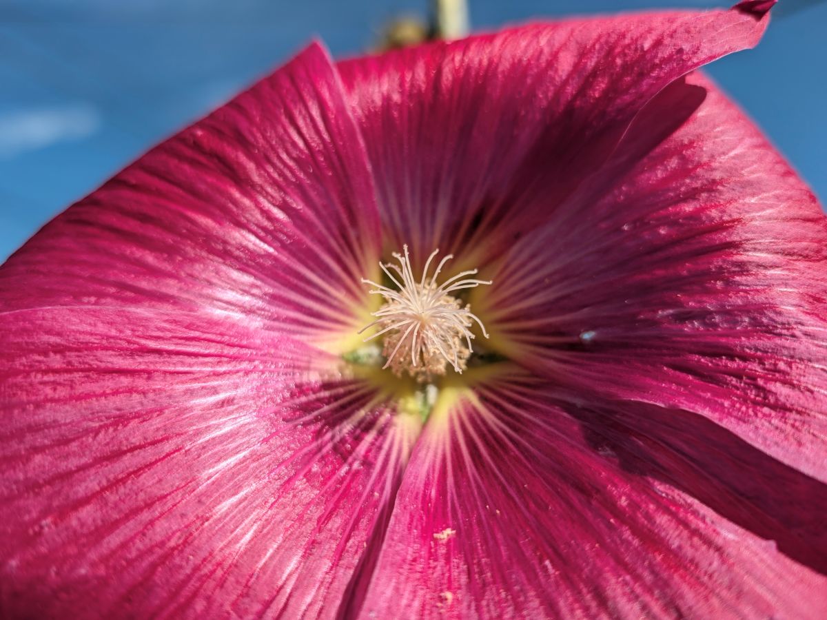 Test Pixel 11 Macro 2