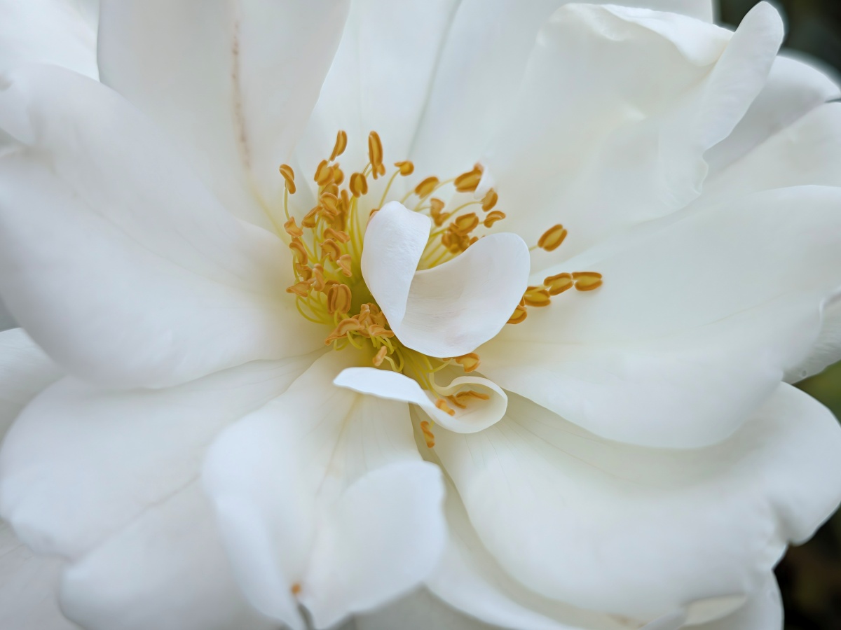 Test Pixel 11 Macro 2