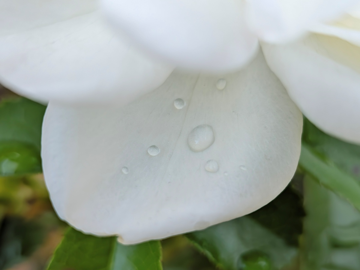 Test Pixel 11 Macro 2