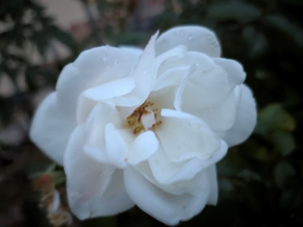 Test Pixel 11 Macro Mode vision de nuit