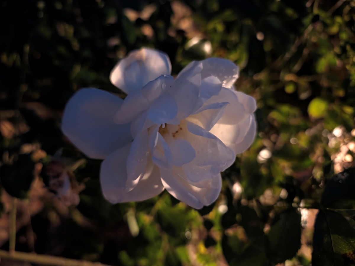 Test Pixel 11 Macro nuit