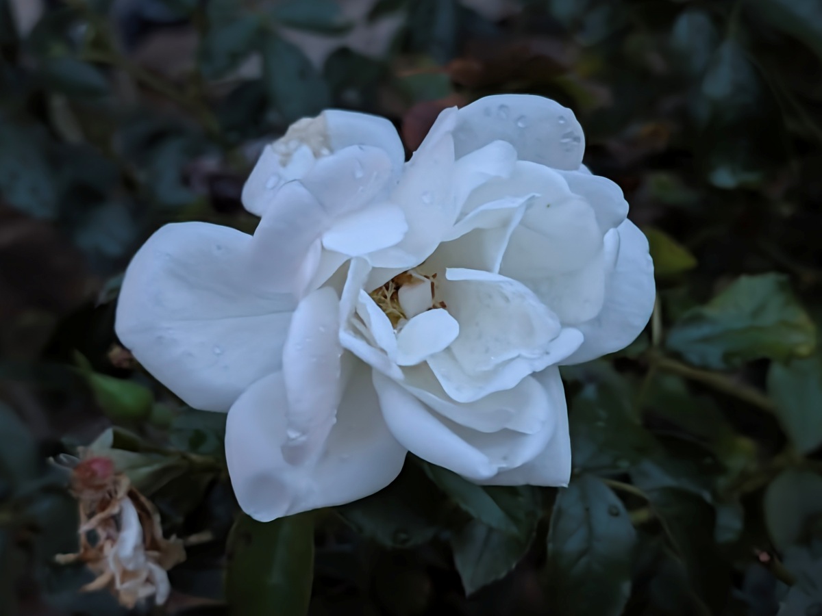 Test Pixel 11 grand angle 2x Mode vision de nuit