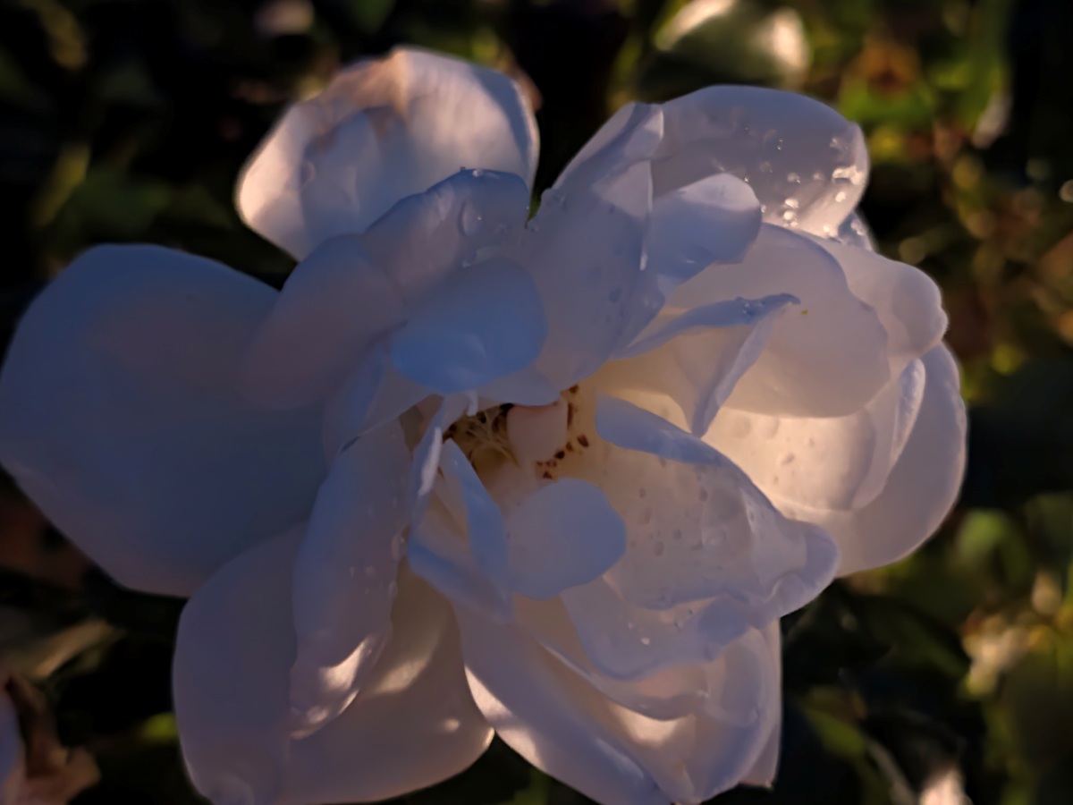 Test Pixel 11 grand angle 2x nuit