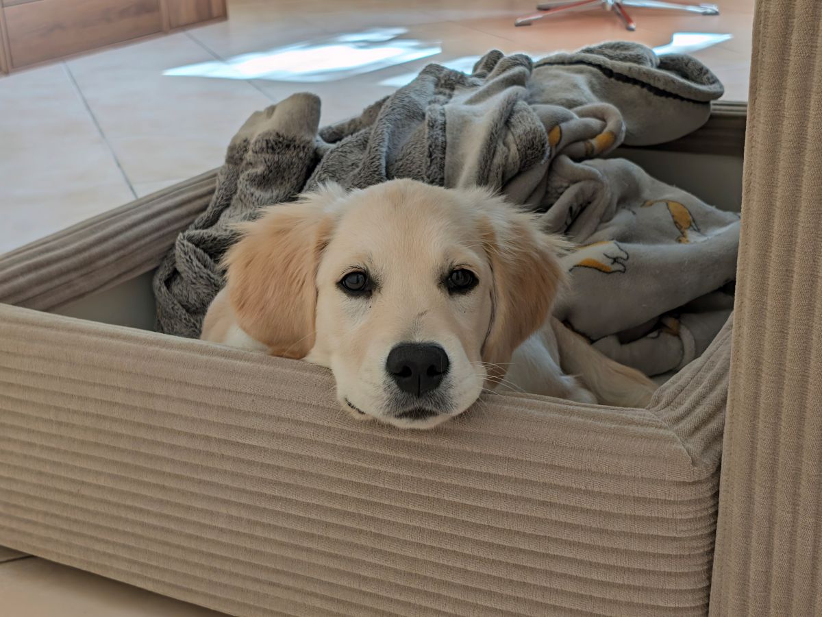 Test Pixel 11 grand angle