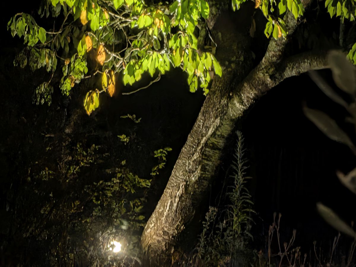 Test Pixel 11 zoom 10x Mode Vision de nuit