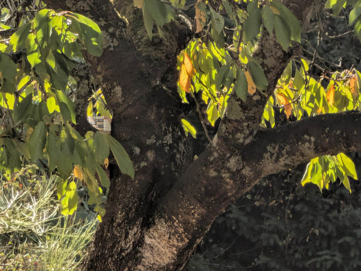 Test Pixel 11 zoom 20x
