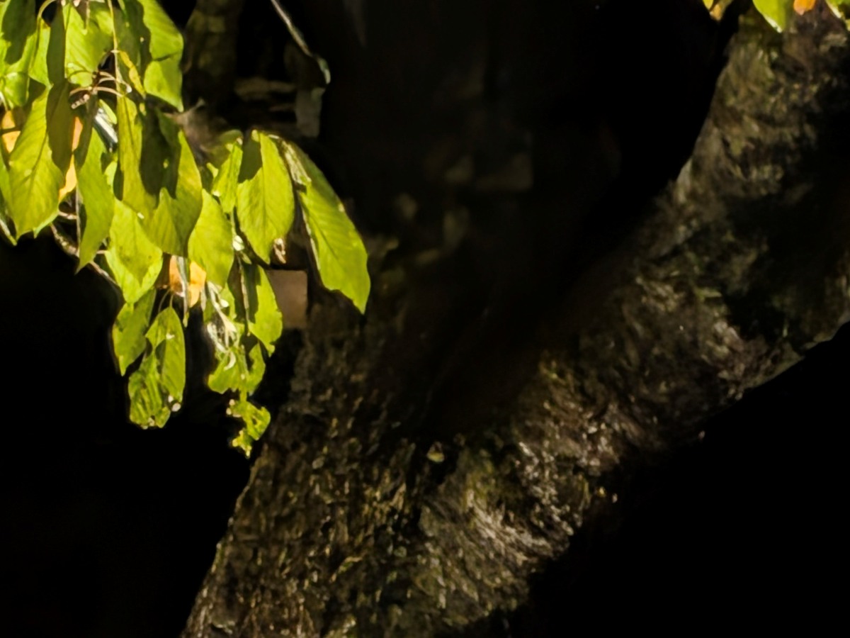 Test Pixel 11 zoom 30x Mode Vision de nuit