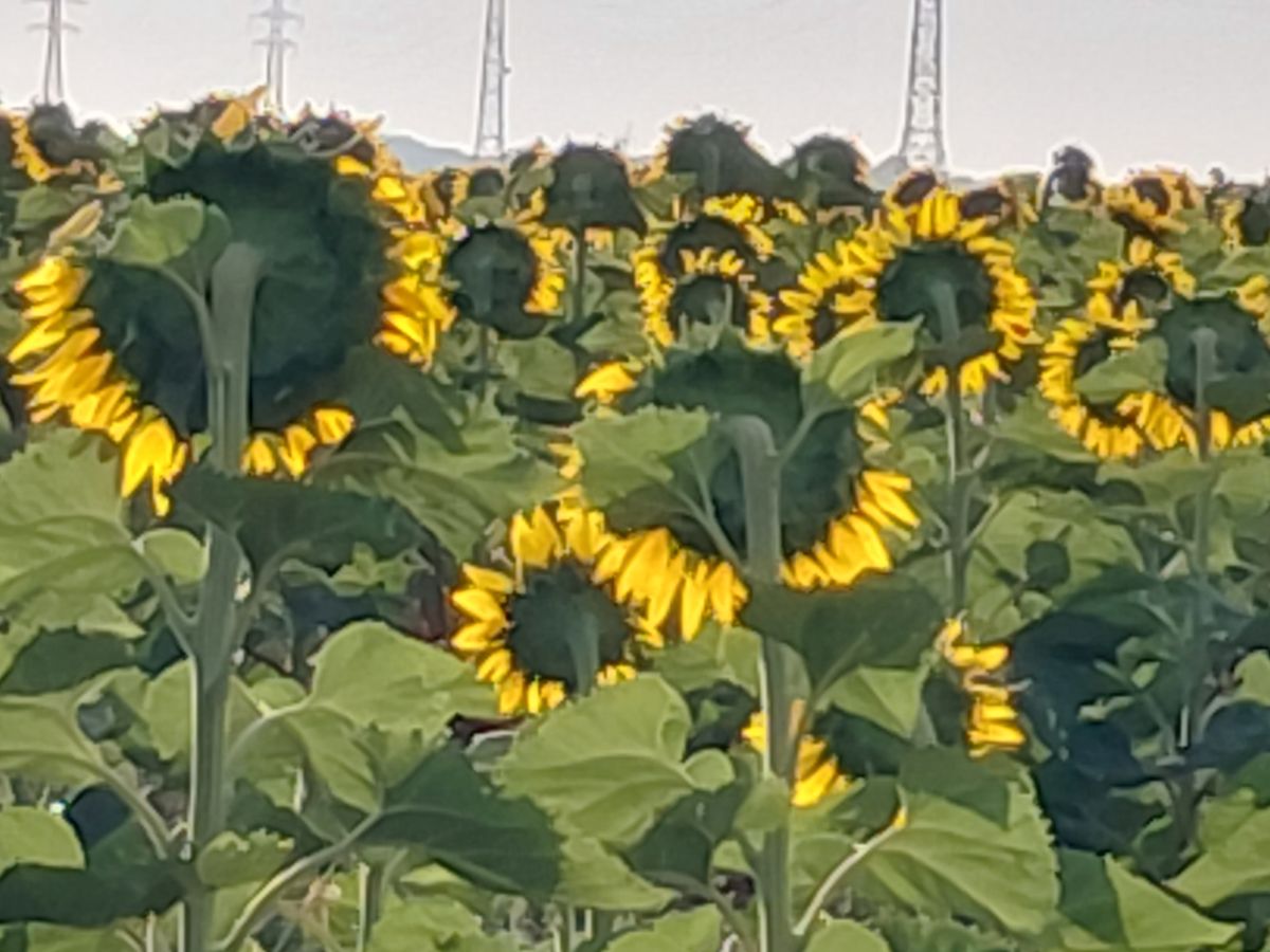 Test Samsung Galaxy A27 grand angle zoom 10x
