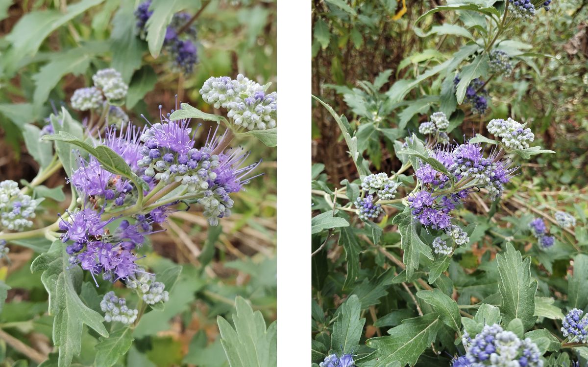 Test Redmi Note 17 5G capteur grand angle zoom 2x et 1x bis