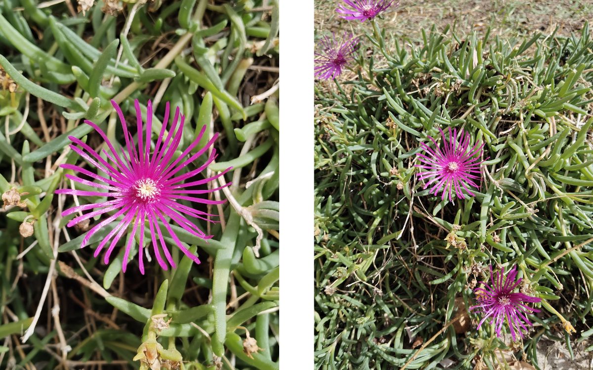 Test Redmi Note 17 5G capteur grand angle zoom 2x et 1x