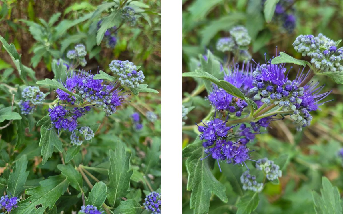 Test Samsung Galaxy Z Flip8 capteur grand angle zoom 1x et 2x