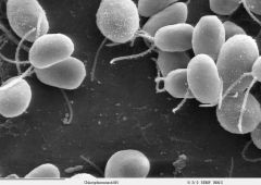Chlamydomonas prix nobel physiologie ou médecine 2026