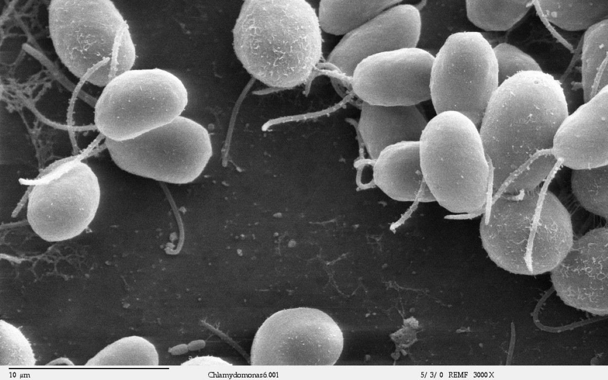 Chlamydomonas prix nobel physiologie ou médecine 2026