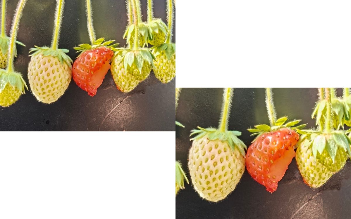 Test Oppo Find X10 Macro zoom 2x VS macro zoom 2,8x