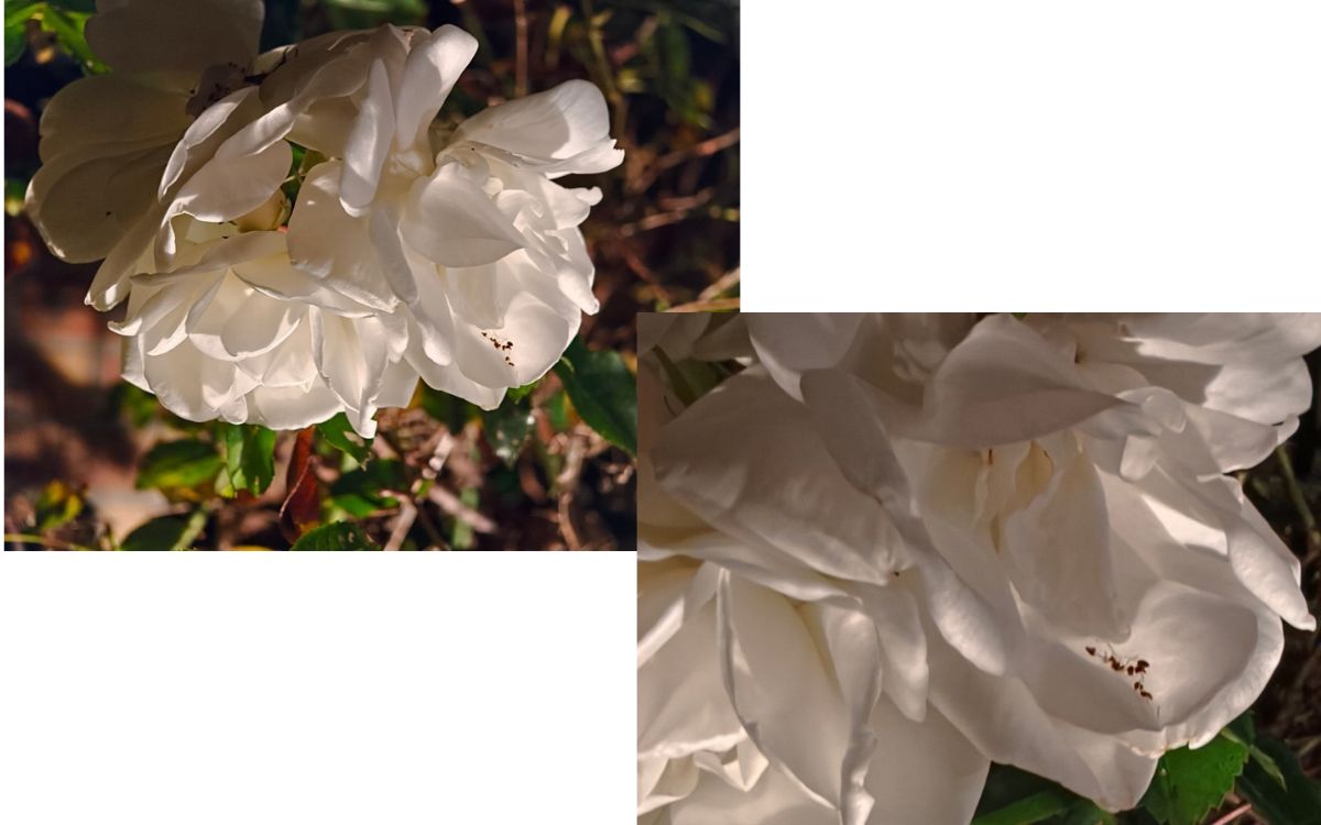 Téléobjectif zoom 2,8x VS Macro zoom 2,8x sans mode nuit