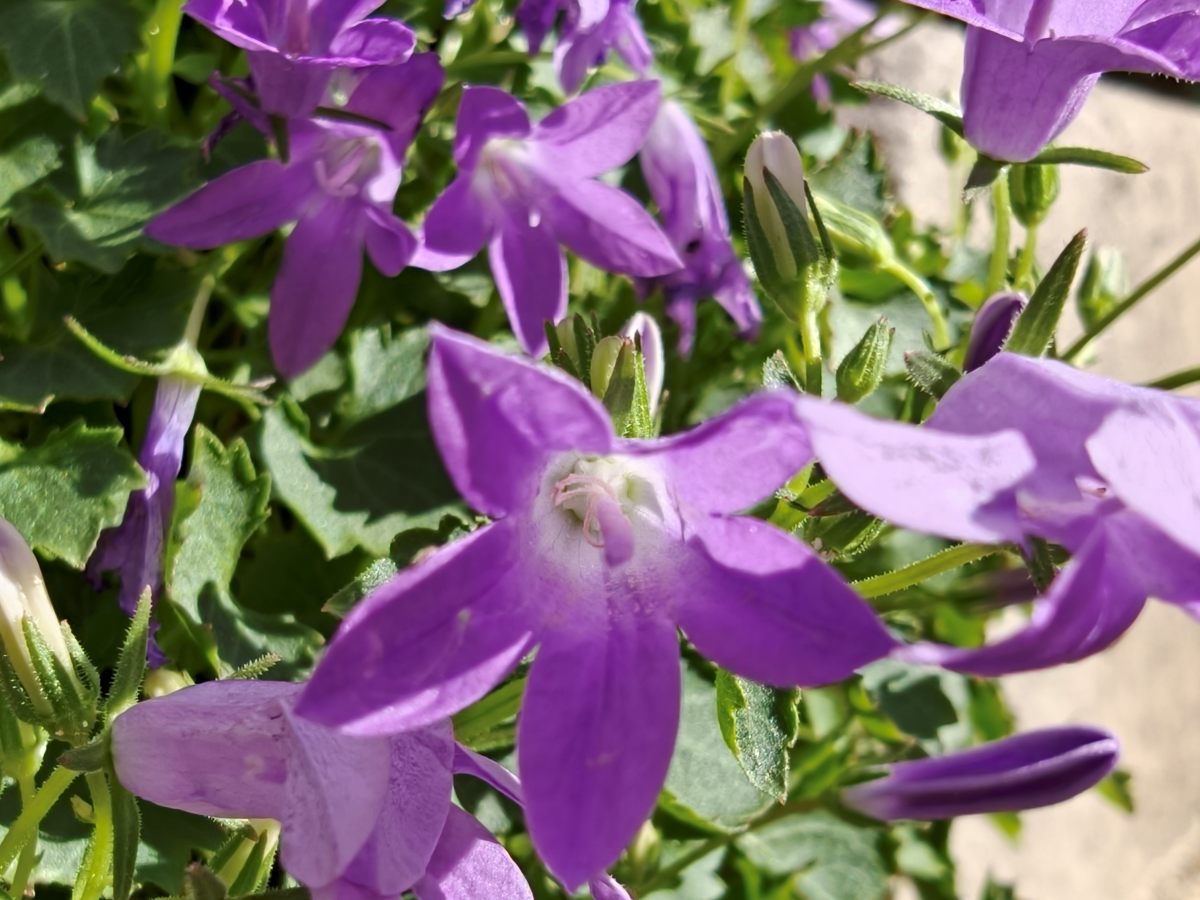 Test Oppo Find X10 macro zoom 2x 2
