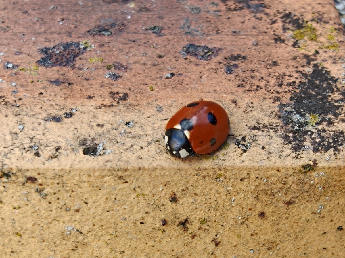 Test Oppo Find X10 macro zoom 2x