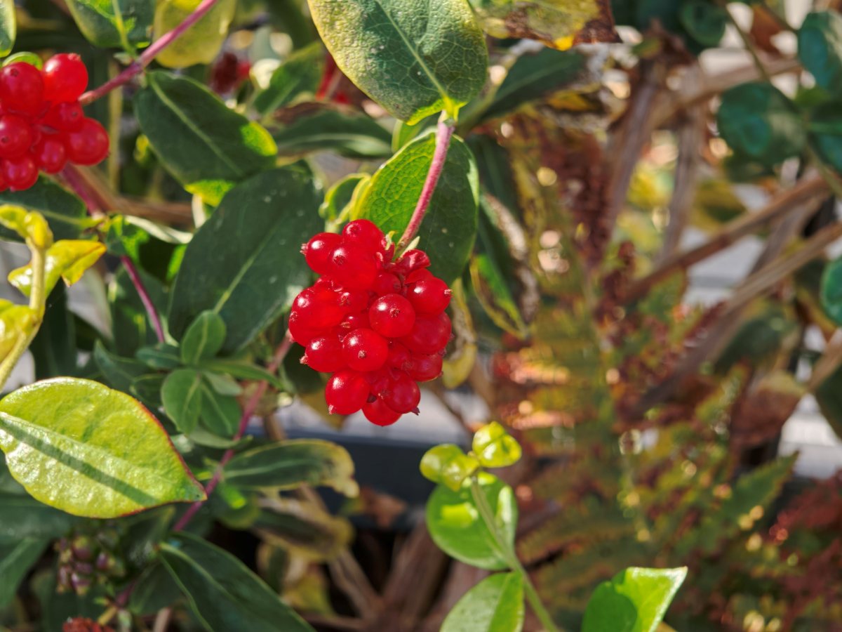 Test Oppo Find X10 téléobjectif 2,8x 7