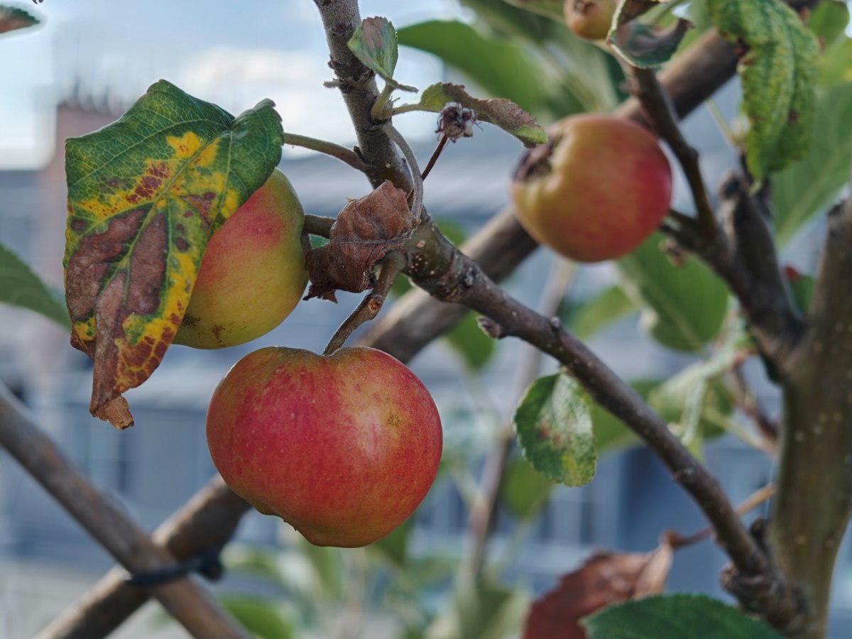 Test Oppo Find X10 téléobjectif 2,8x 8