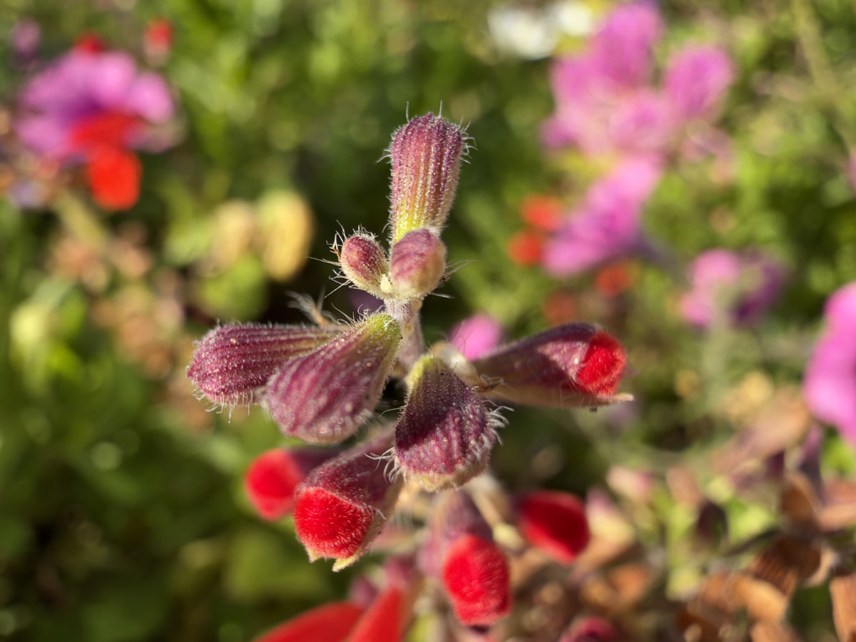 apple iphone 18 pro test