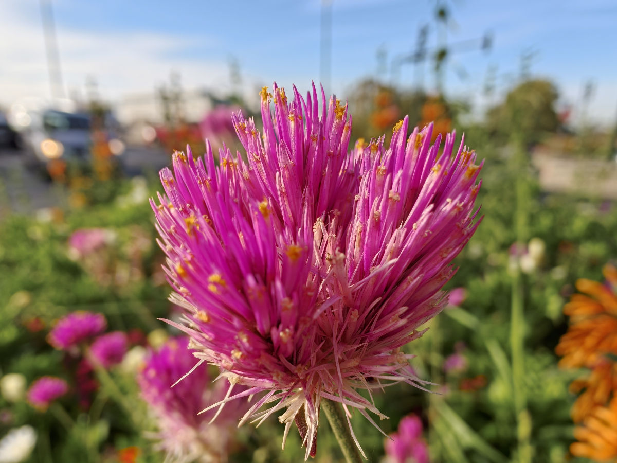 oppo find x10 pro max test
