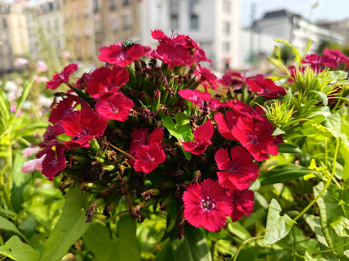 zte nubia air pro test